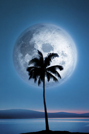Dreamland Moon And Palm Tree Poster