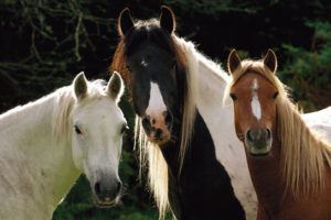 Tres Caballos