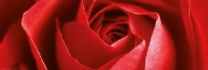 Red Rose Jumbo Poster