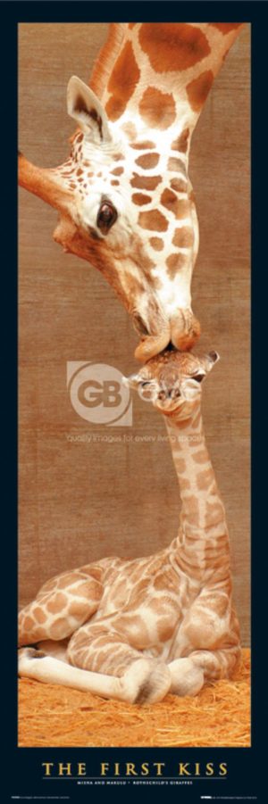 Makulu Giraffe The First Kiss Slim Poster