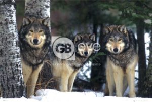 Wolves Three in Snow Poster