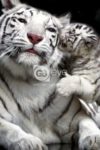 Tiger Kiss Poster