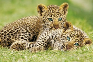 Leopard Cubs Poster