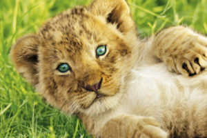 Lion Cub In The Grass Poster