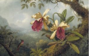 Martin Johnson Heade - Orchids And Hummingbird Art Print