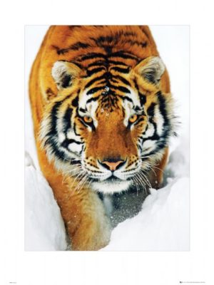 Tiger In The Snow Photographic Print