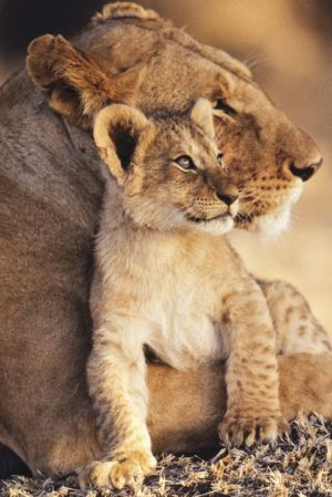 Lioness and Cub Poster