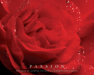 Passion Rose Mini Poster