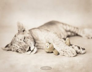 Rachael Hale - Arjuna the Lion Cub and Teddy Mini Poster