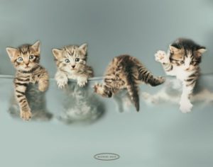 Rachael Hale - Four Kittens Mini Poster