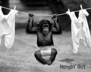 Monkey Hangin Out Mini Poster