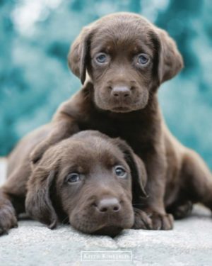 Keith Kimberlin - Choc Labs