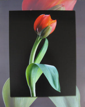 Tulip Mini Poster