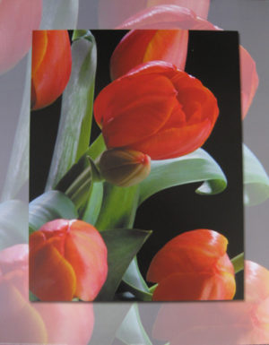Tulip Bunch