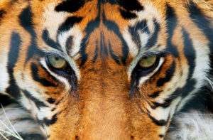Tiger Eyes Giant Photographic Print