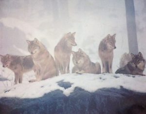 Arctic Wolves Mini Poster