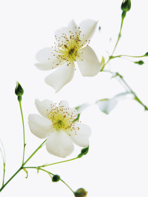 Shades In Nature by Bryce Atwell Photographic Print