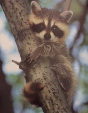Baby Raccoon Mini Poster