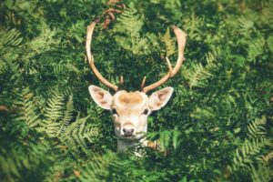 Deer in a Bush