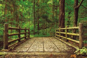 Green Forest Bridge Poster