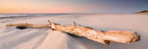 Beach Wood (printing error - see description/images for details) Jumbo Poster