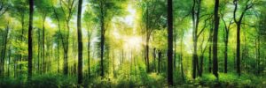 Bright Summer Forest Jumbo Poster