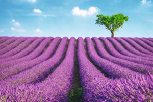 Lavender Field
