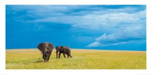 Elephant Couple Photographic Print