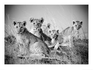 Lion Cubs Kenya Photographic Print
