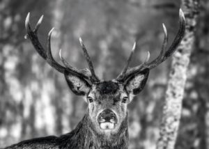 Deer Winter Giant Poster