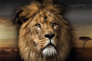 Lion Head Poster
