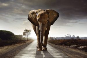 Elephant King