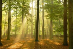 Sunbeam Forest Poster