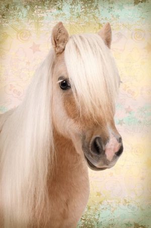 Sweet Horse