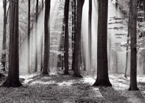 White Woods Giant Poster