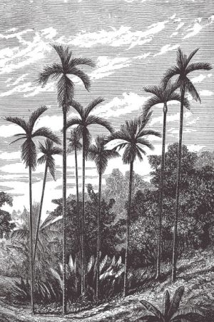 Palm Trees Charcoal - b&w