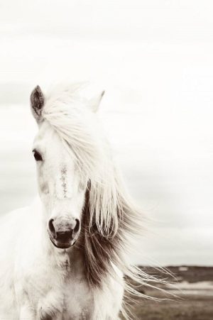 White Horse