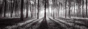 Forest Sun Rays Black and White Jumbo Poster