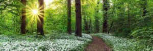 Spring Forest Jumbo Poster