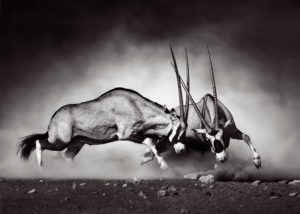 Wildlife Fight Giant Poster