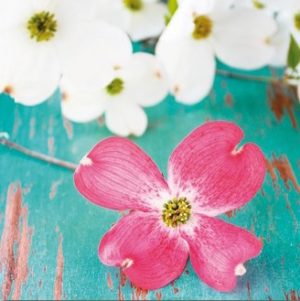 Braun Studio - Morning Freshness II Photographic Print