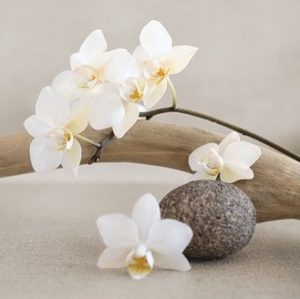 Chatelain - White Orchid Photographic Print