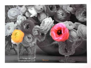 Ranunculi Photographic Print