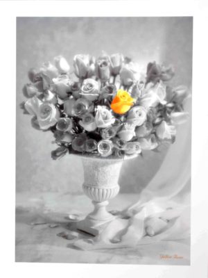Yellow Roses Photographic Print