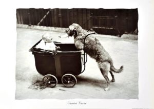 Canine Nurse Photographic Print