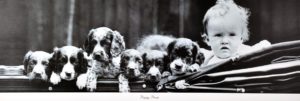 Puppy Pram Photographic Print