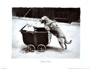 Canine Nurse Photographic Print