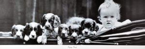 Puppy Pram Photographic Print