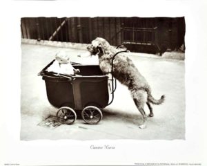 Canine Nurse Photographic Print