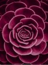 Braun Studio - Cactus Flower Photographic Print